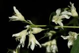род Philadelphus