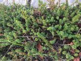familia Ericaceae. Корема Конрада (Corema conradii). Канада, пров. Новая Шотландия, муниципалитет Галифакс. Сосновый бор. 10.11.2022.