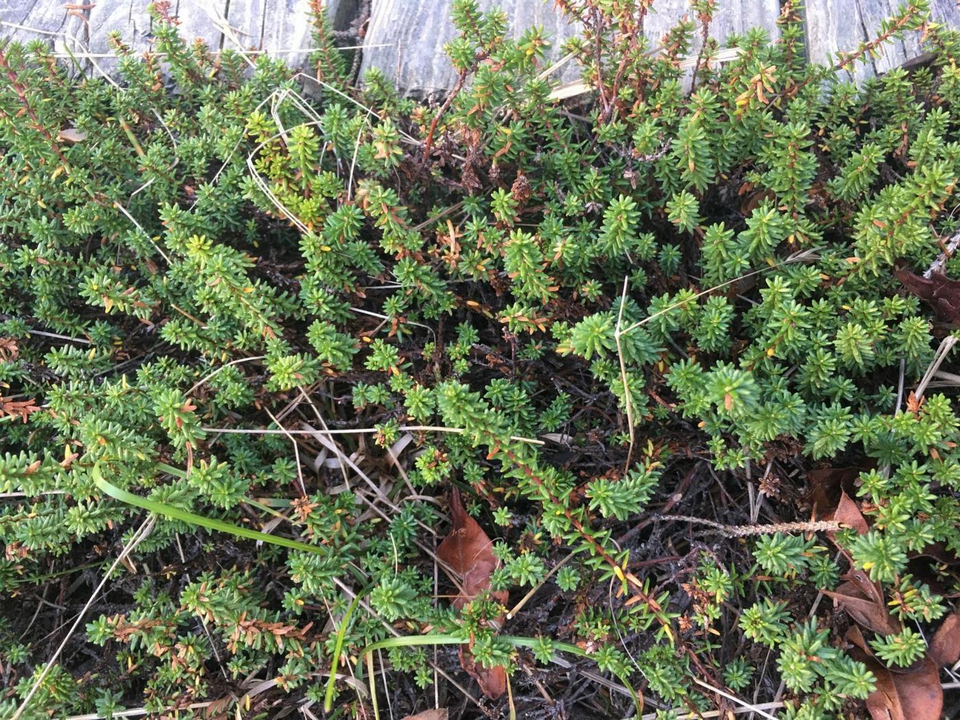 Image of familia Ericaceae specimen.