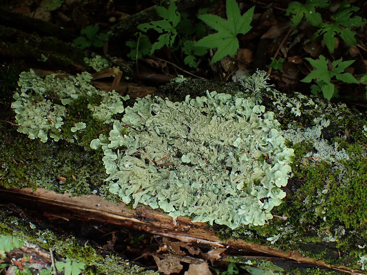 Image of division Ascomycota specimen.