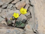 Ranunculus trautvetterianus