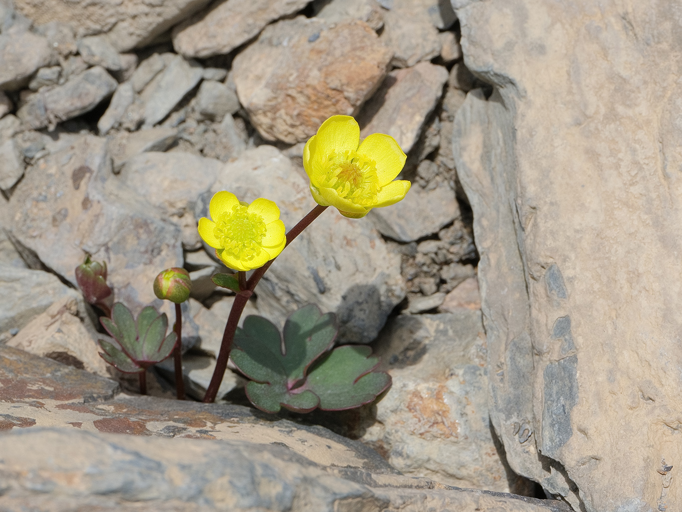 Изображение особи Ranunculus trautvetterianus.