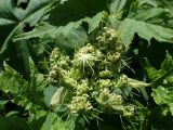 Heracleum dissectum. Разворачивающееся соцветие. Хабаровский край, г. Комсомольск-на-Амуре, Силинский лесопарк, просека ЛЭП, в сообществе с Rubus matsumuranus. 29.06.2026.
