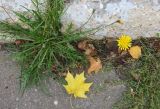 Scorzoneroides autumnalis. Цветущее и плодоносящее растение у бордюра на проезжей части. Московская обл., Павлово-Посадский ГО, г. Электрогорск, ул. Горького. 27.09.2026.