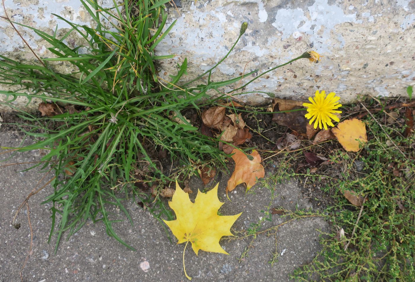 Image of Scorzoneroides autumnalis specimen.