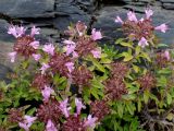 Thymus amurensis