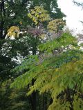 Aralia elata. Верхушка плодоносящего растения с листвой, принимающей осеннюю окраску. Беларусь, г. Витебск, ботанический сад ВГУ. 03.10.2026.