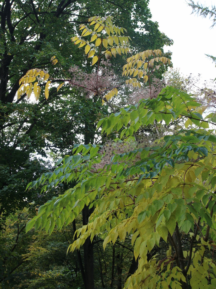 Image of Aralia elata specimen.