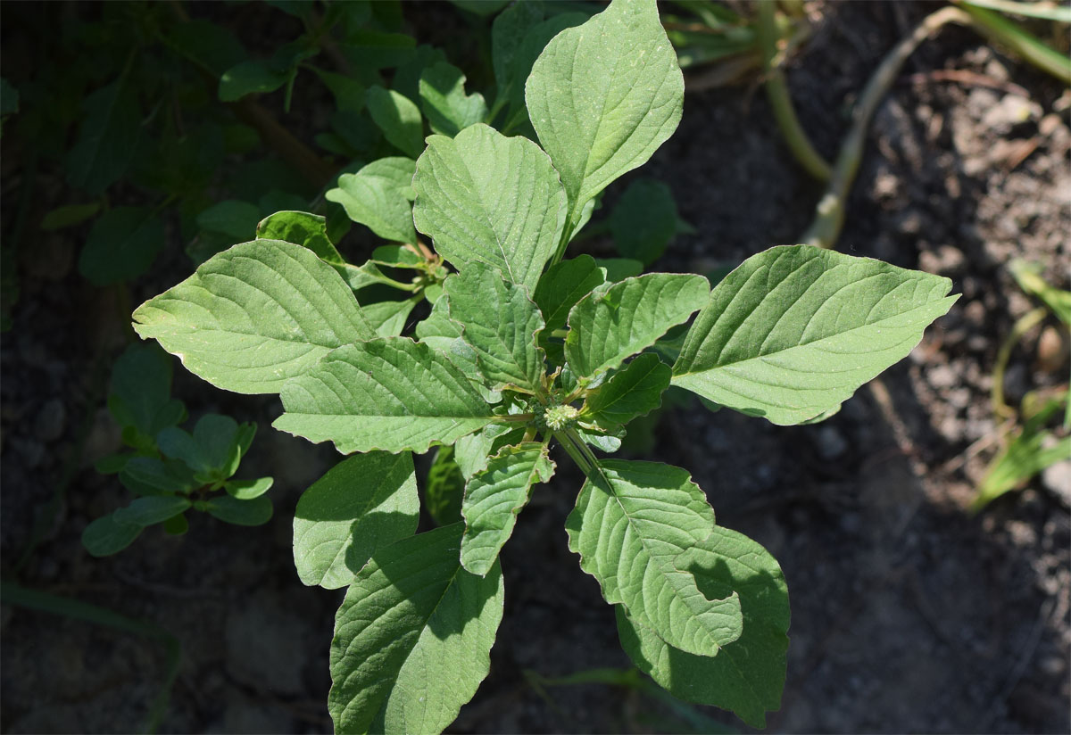 Изображение особи Amaranthus retroflexus.