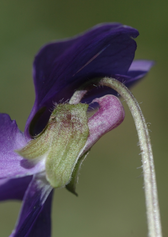 Image of Viola hirta specimen.