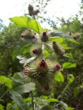 Arctium nemorosum