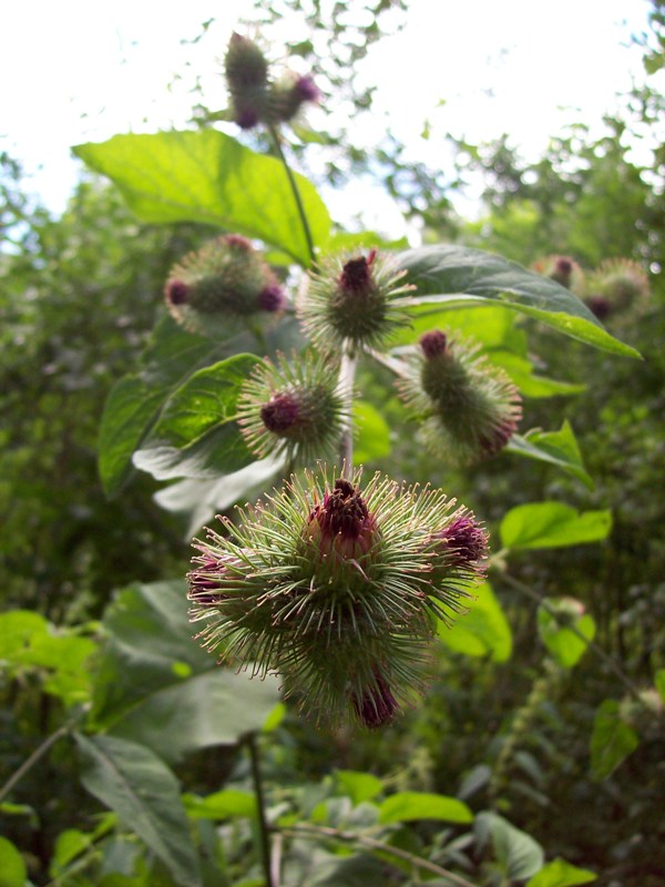 Изображение особи Arctium nemorosum.