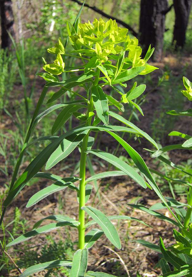 Изображение особи Euphorbia semivillosa.