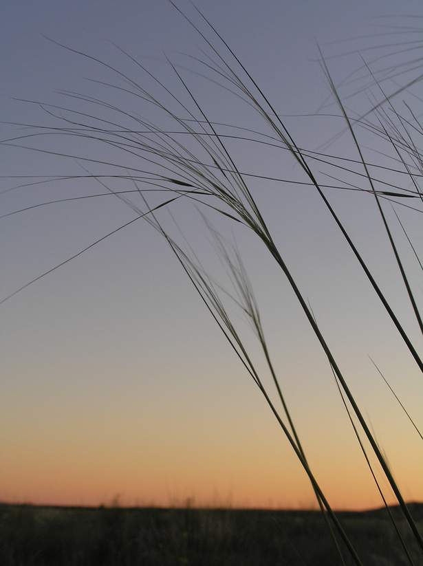 Изображение особи Stipa sareptana.