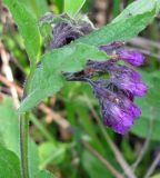 Symphytum officinale