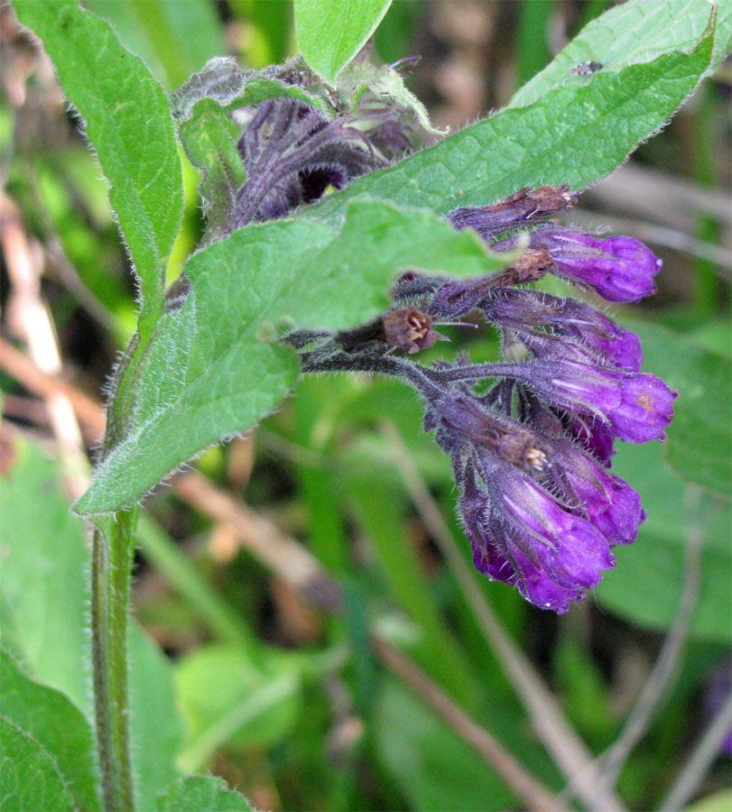 Изображение особи Symphytum officinale.