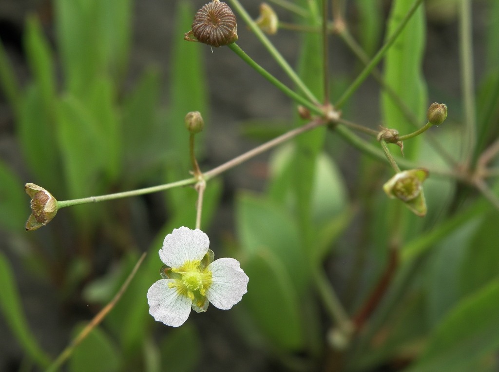 Image of Alisma gramineum specimen.