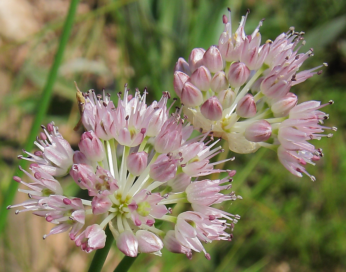 Изображение особи Allium strictum.