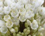 Allium подвид coppoleri