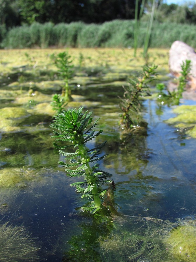 Image of Myriophyllum verticillatum specimen.