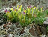 Scutellaria subcaespitosa