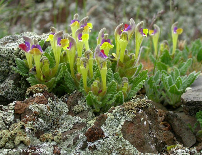 Изображение особи Scutellaria subcaespitosa.