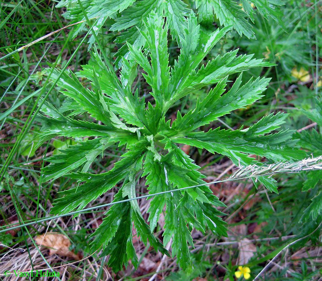 Изображение особи Trollius altissimus.