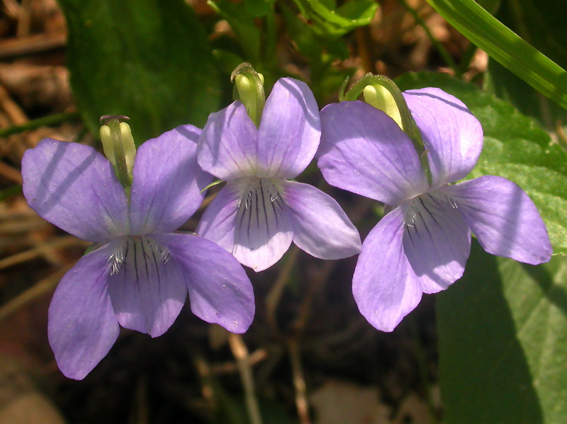 Image of Viola canina specimen.