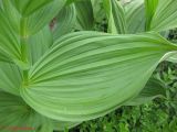 Veratrum album