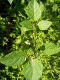 Solanum nigrum