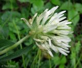 Trifolium pannonicum