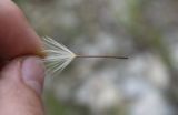 Leontodon asperrimus