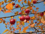 Malus × robusta. Ветви со зрелыми плодами. Окр. Томска, заброшенный садовый участок. 18.09.2011.