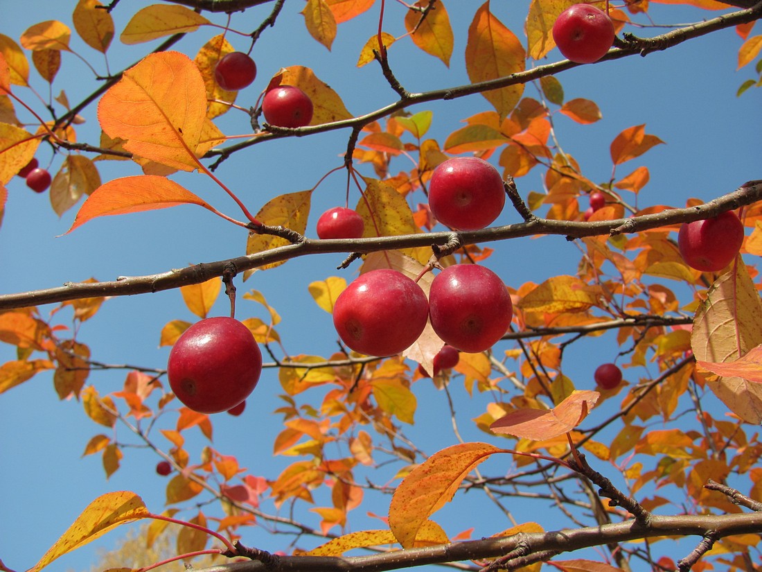 Image of Malus × robusta specimen.