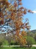 Acer platanoides