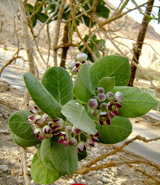 Image of Calotropis procera specimen.