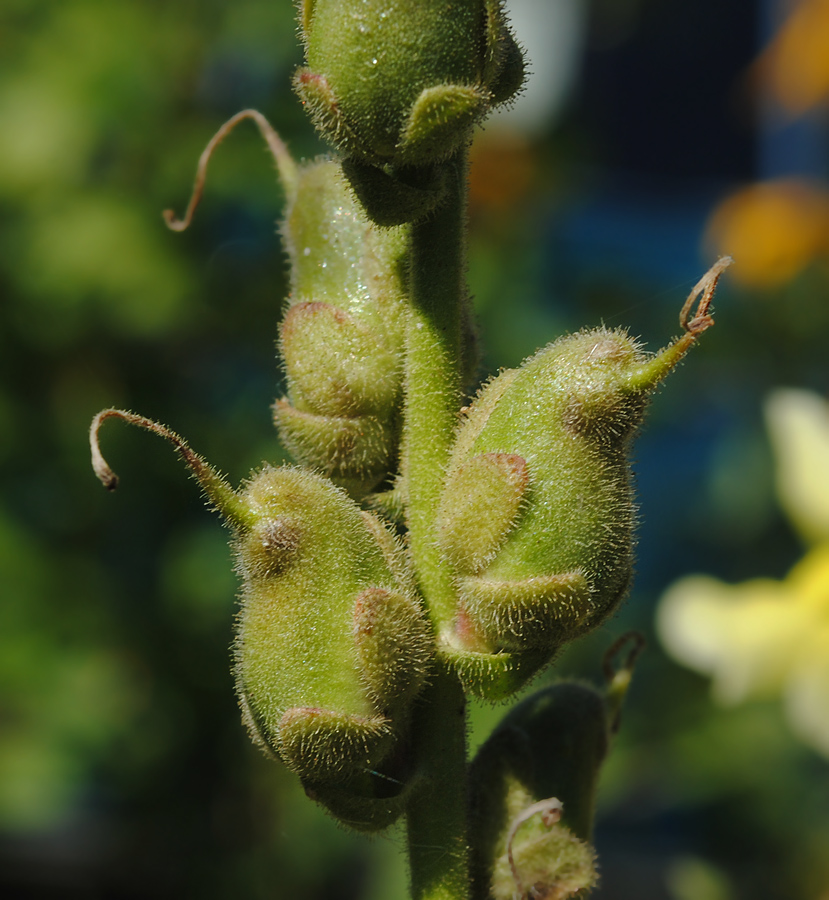 Изображение особи Antirrhinum majus.