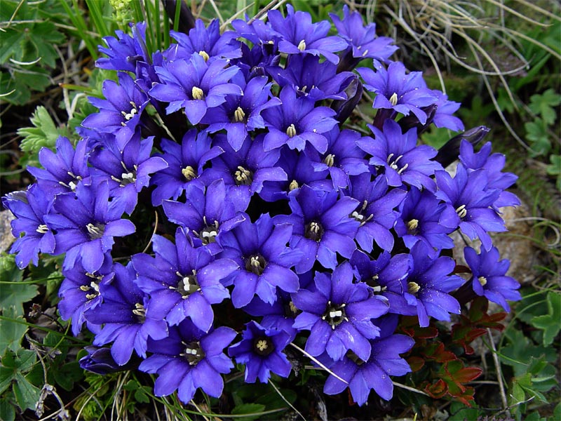 Image of Gentiana dshimilensis specimen.