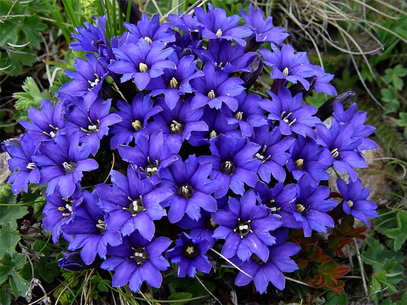 Изображение особи Gentiana dshimilensis.