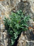 Lactuca undulata