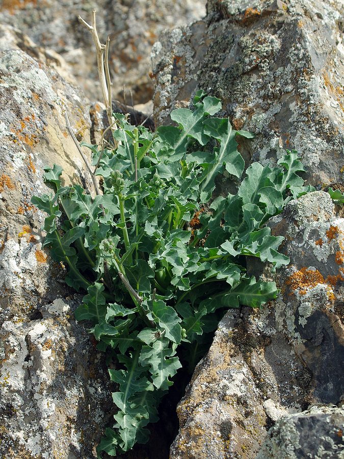 Изображение особи Lactuca undulata.