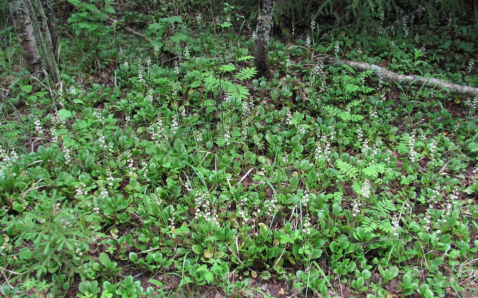 Image of Pyrola rotundifolia specimen.