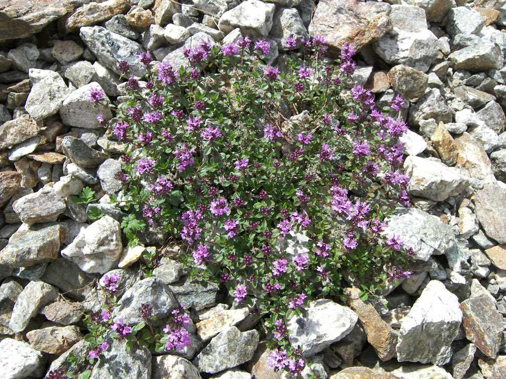 Изображение особи Thymus pseudopulegioides.