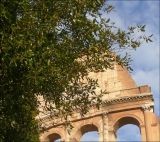 Quercus ilex. Часть кроны взрослого дерева. Италия, Рим, в культуре. 27 июля 2010 г.