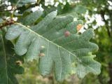 Quercus petraea