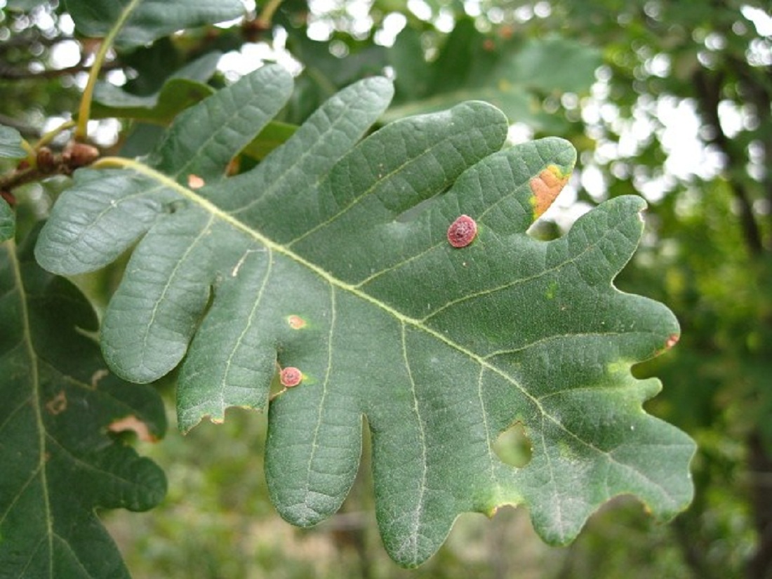 Изображение особи Quercus petraea.