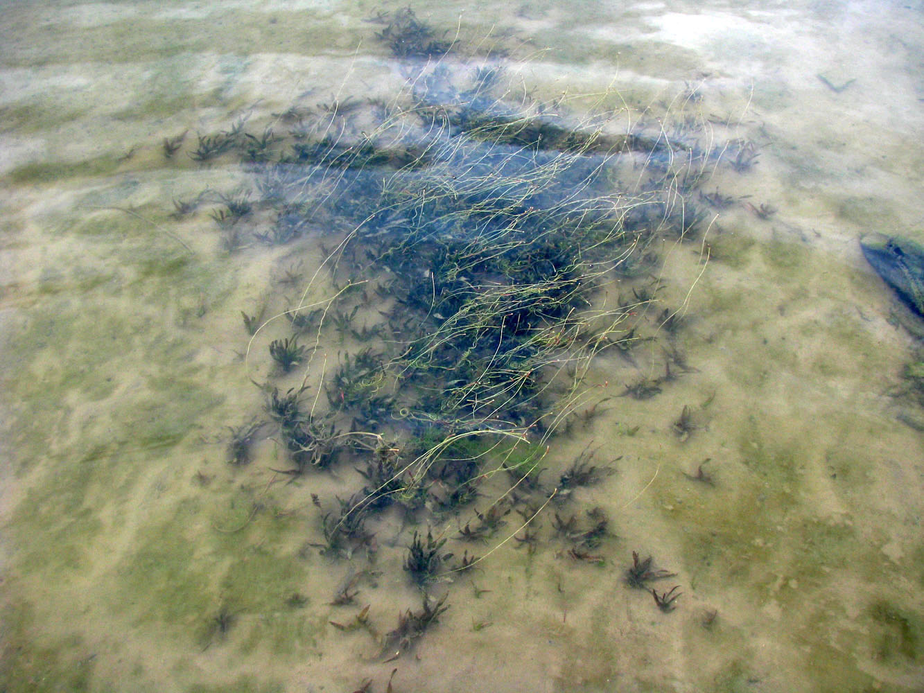 Image of Vallisneria spiralis specimen.