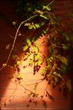 Campsis radicans. Побеги с листвой в осенней окраске. Черноморское побережье Кавказа, г. Новороссийск, в культуре. 6 ноября 2010 г.