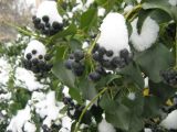 Hedera helix. Зрелые соплодия под снегом. Крым, Ялта, на стене. 29 января 2012 г.