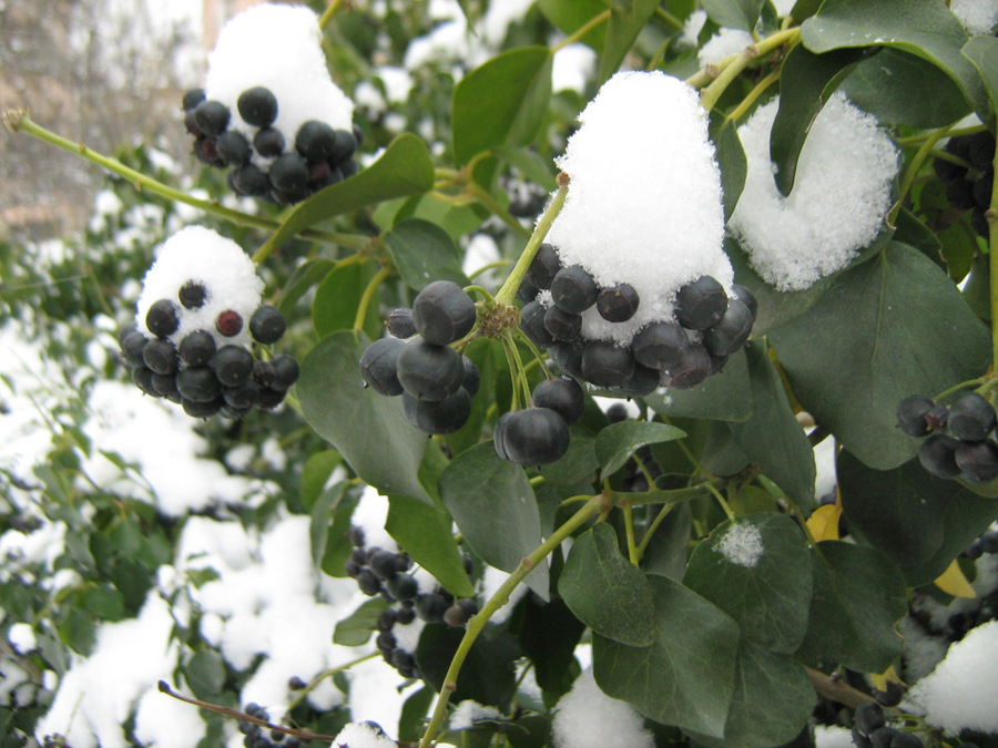 Изображение особи Hedera helix.